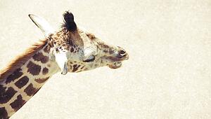 A giraffe