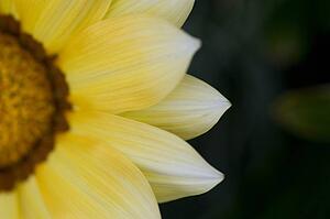 Flower petals