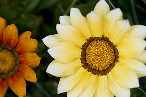 Flower petals