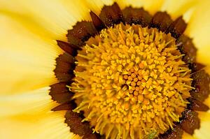 Close up of flower