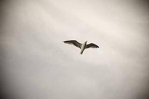Bird in flight