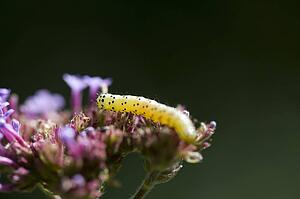 Yellow caterpillar on a flower