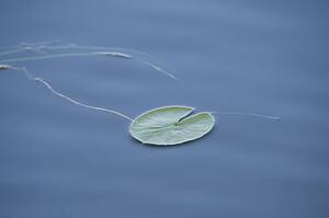 Water Lily (Nymphaeaceae)