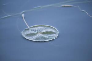 Water Lily (Nymphaeacea)