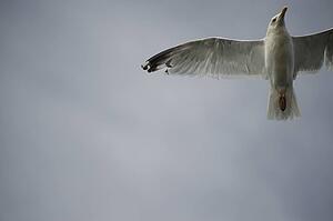 Seagull