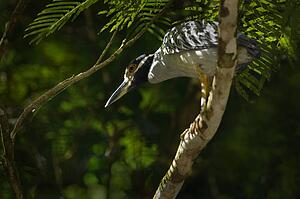 Green-backed Heron in a tree, Costa Rica