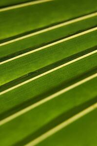 Detail of a green tropical leaf in the rainforest 