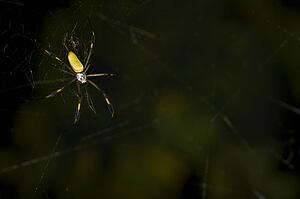Golden silk spider
