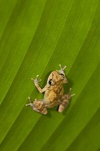 Dink frog (Eleutherodactylus diastema) on a leaf 