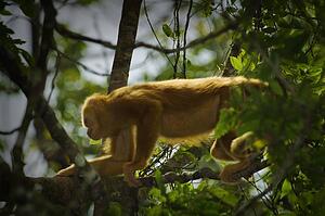 Golden-mantled Howling Monkey (Alouatta palliata palliata)