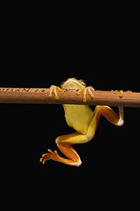 Swamp frog (Limnonectes Leytensis)