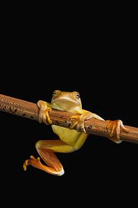 Swamp frog (Limnonectes Leytensis)