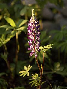 Lake of the Woods, Ontario, Canada; Purple lupine flower