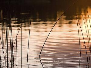 Lake of the Woods, Ontario, Canada; View of reeds in a lake