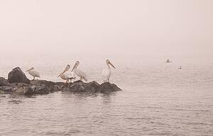 Lake of the Woods, Ontario, Canada; Seabirds perching on rocks