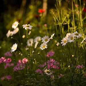 Lake of the Woods, Ontario, Canada; Daisies in a flowerbed