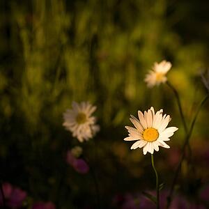 Lake of the Woods, Ontario, Canada; Daisies in a flowerbed