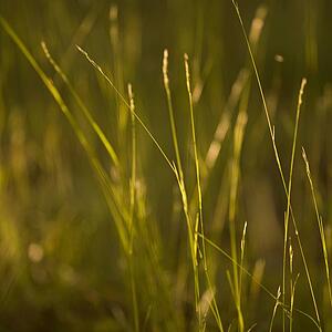 Lake of the Woods, Ontario, Canada; View of long grass
