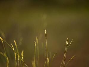 Lake of the Woods, Ontario, Canada; View of long grass