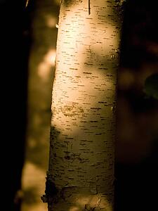 Lake of the Woods, Ontario, Canada; View of a tree trunk