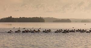 Lake of the Woods, Ontario, Canada; Flock of pelicans floating on water