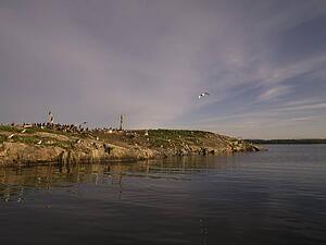 Lake of the Woods, Ontario, Canada; Colony of pelicans