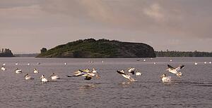 Lake of the Woods, Ontario, Canada; Pelicans flying over a lake