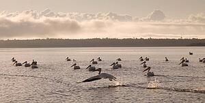 Lake of the Woods, Ontario, Canada; Pelicans floating on a lake