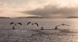 Lake of the Woods, Ontario, Canada; Pelicans flying over lake
