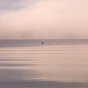 Lake of the Woods, Ontario, Canada; Bird flying over a still lake