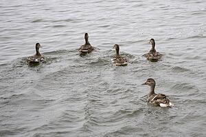 Lake of the Woods, Ontario, Canada; Group of ducks floating on lake