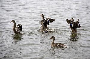 Lake of the Woods, Ontario, Canada; Group of ducks floating on lake