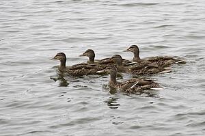 Lake of the Woods, Ontario, Canada; Group of ducks floating on lake