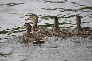 Lake of the Woods, Ontario, Canada; Group of ducks floating on lake