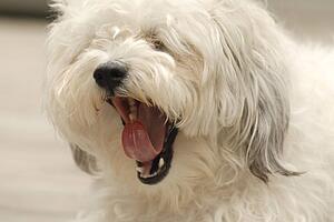 Lake of the Woods, Ontario, Canada; Lulu, a Bichon Maltaise