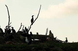 Lake of the Woods, Ontario, Canada; Birds stirring at lake at sunrise