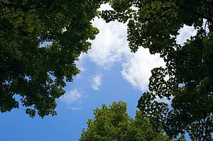 Treetops