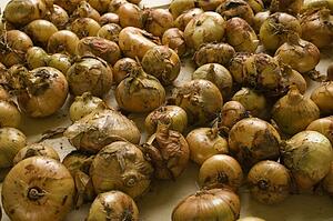 Onions