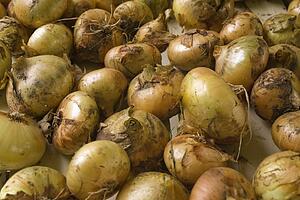 Onions