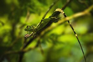 Plumed Basilisk (Basiliscus plumifrons)