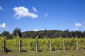 Vineyard