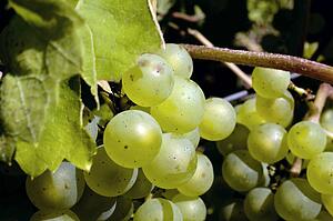 Grapes on the vine