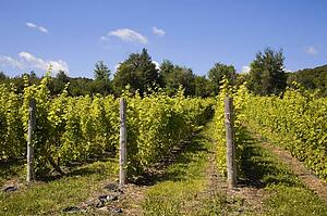 Vineyard