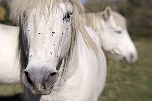 Two white horses