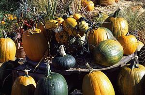 Abundance of pumpkins