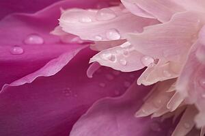 Close-up of pink flower