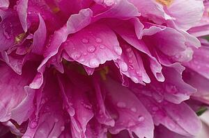 Close-up of pink flower