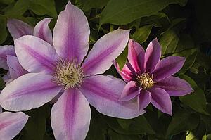 Close-up of pink flowers