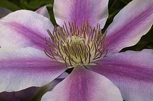 Close-up of pink flower