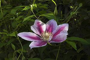 Close-up of pink flower